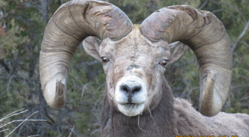 Kelowna man handed $13K fine, 3-year hunting ban for illegally killing a bighorn sheep